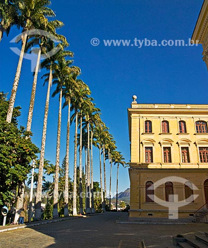  Subject: Row of centenary palm trees (Roystonea oleracea) in front of the Colegio Anchieta (Anchieta School)  / Place:  Nova Friburgo city - Rio de Janeiro state - Brazil  / Date: 06/2010 