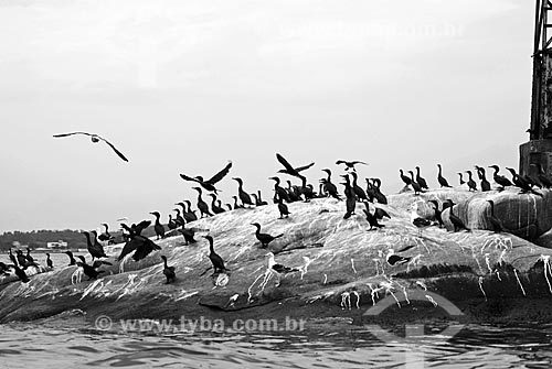  Subject: Birds perched on rock in Guanabara Bay  / Place: Paraty city - Rio de Janeiro state - Brazil / Date: 11/2007 