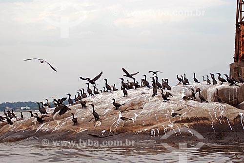  Subject: Birds perched on stone in Guanabara Bay / Place: Rio de Janeiro city - Rio de Janeiro state (RJ) - Brazil / Date: 11/2007 