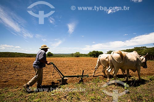 Subject: Farmer plowing with an ox cart  / Place:   Tabira village - Pernambuco state (PE) - Brazil  / Date: 01/2010 