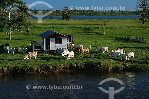  Subject: Cattle raising next to a riverine house in the margin of the Amazonas River  / Place:  Amazonas state - Brazil  / Date: 06/2010 