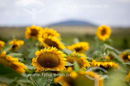  Subject: Sunflower  / Place:  Poco Redondo municipalty - Sergipe state - Brazil  / Date: 07/2010 