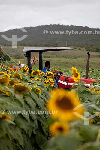  Subject: Sunflower plantation with agriculture tractor  / Place:  Municipalty of Poco Redondo - Sergipe state - Brazil  / Date: 07/2010 