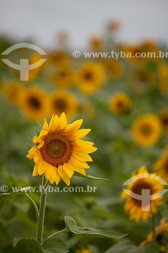  Subject: Sunflower plantation  / Place:  Municipalty of Caninde do Sao Francisco - Sergipe state - Brazil  / Date: 07/2010 