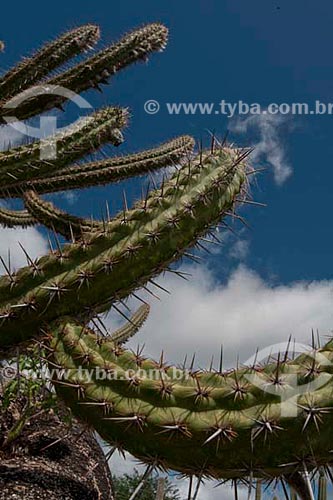  Subject: Cactus  / Place:  Xingo - Sergipe state - Brazil  / Date: 07/2010 