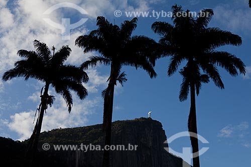  Subject: Imperial palms with the Corcovado in the background  / Place:  Lagoa - Rio de Janeiro city - Rio de Janeiro state - Brazil  / Date: 08/2010 