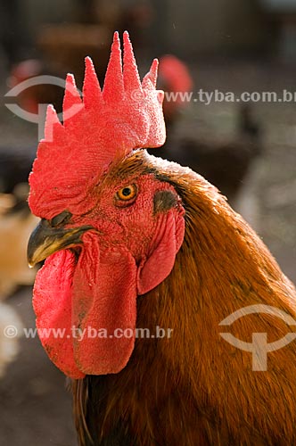  Subject: Detail of a rooster head / Place: Rio Claro city - Sao Paulo state - Brazil / Date: 06/2009 