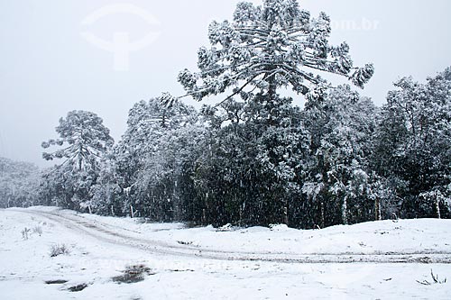  Subject: Landscape covered by snow / Place: Urubici - Santa Catarina state (SC) - Brazil / Date: 04/08/2010 