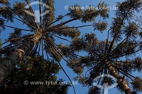  Subject: Araucaria in the Caracol State Park  / Place:  Canela city - Rio Grande do Sul state  / Date:  09/2010 
