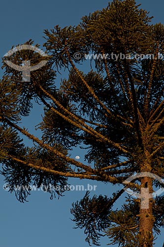  Subject: Araucaria in the Caracol State Park  / Place:  Canela city - Rio Grande do Sul state  / Date:  09/2010 