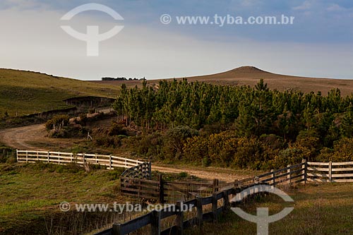  Subject: Fence and pine trees  / Place:  Campos de Cima da Serra - Rio Grande do Sul state - Brazil  / Date: 09 /2010 