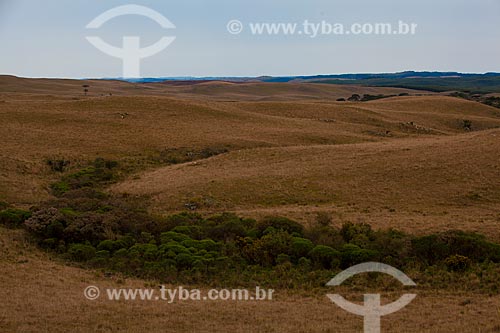  Subject: Typical landscape of the Campos de Cima da Serra  / Place:  Rio Grande do Sul state - Brazil  / Date: 09 /2010 