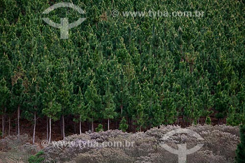 Subject: Pine trees  / Place:  Campos de Cima da Serra - Rio Grande do Sul  / Date: 09 /2010 