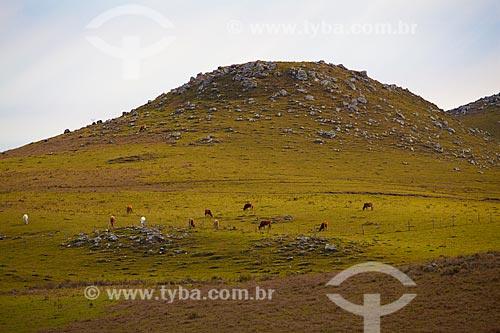  Subject: Cattle grazing in the typical landscape of Campos de Cima da Serra  / Place:  Rio Grande do Sul state - Brazil  / Date: 09 /2010 