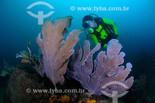  Subject: Diver and coral / Place: Pargos island - Cabo Frio - Rio de Janeiro (RJ) - Brazil / Date: 14/10/2008 
