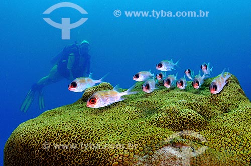  Subject: Diver and fishes / Place: Papagaio island - Cabo Frio - Rio de Janeiro (RJ) - Brazil / Date: 14/10/2008 