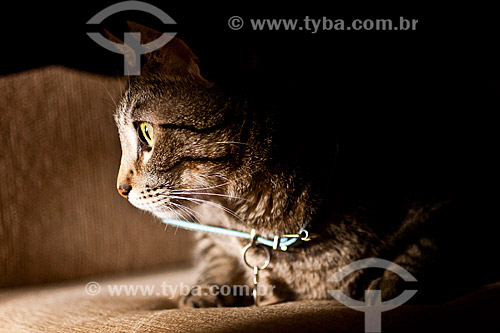  Subject: Domestic cat (Felis catus) / Place: Blumenau - Santa Catarina state (SC) - Brazil / Date: 24/10/2010 