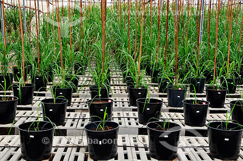  Subject: Seedlings of sugarcane genetically modified  / Place:  Conchal city - Sao Paulo state - Brazil  / Date: 11/2008 