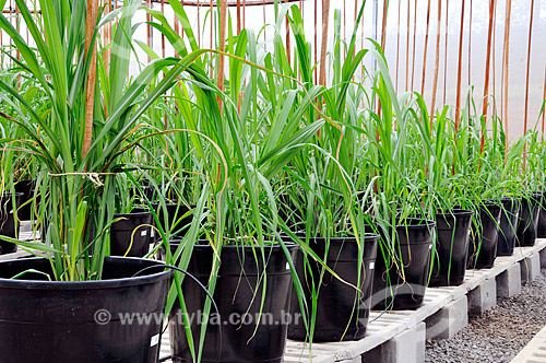  Subject: Seedlings of sugarcane genetically modified  / Place:  Conchal city - Sao Paulo state - Brazil  / Date: 11/2008 