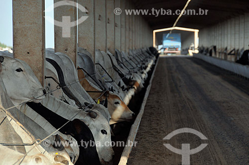  Subject: Cattle confined in the corral for slaughter  / Place:  Sabino city - Sao Paulo state - Brazil  / Date: 12/2008 