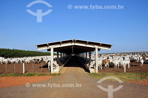 Subject: Cattle confined in the corral for slaughter  / Place:  Sabino city - Sao Paulo state - Brazil  / Date: 12/2008 