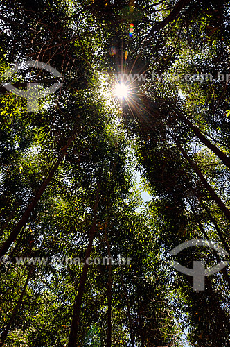  Subject: Reforestation - eucalyptus  / Place:  Lins - Sao Paulo state  / Date: 12/2008 