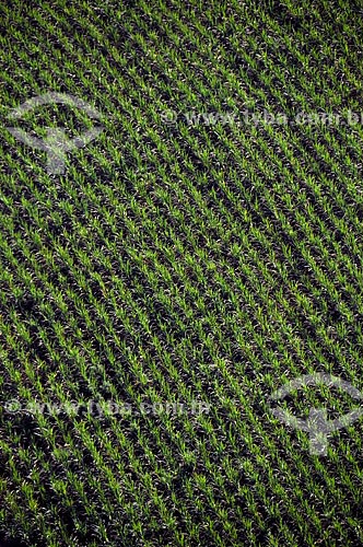  Subject: Aerial view of a Sugar cane plantation in the rural area of Lins city  / Place:  Lins city - Sao Paulo state - Brazil  / Date: 02/2009 