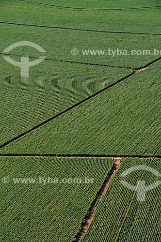  Subject: Aerial view of a Sugar cane plantation in the rural area of Lins city  / Place:  Lins city - Sao Paulo state - Brazil  / Date: 02/2009 