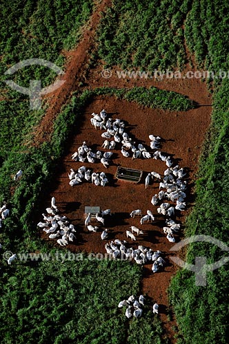  Subject: Aerial view of cattle in curral / Place: Lins city - Sao Paulo state (SP) - Brazil  / Date: 02/2009 