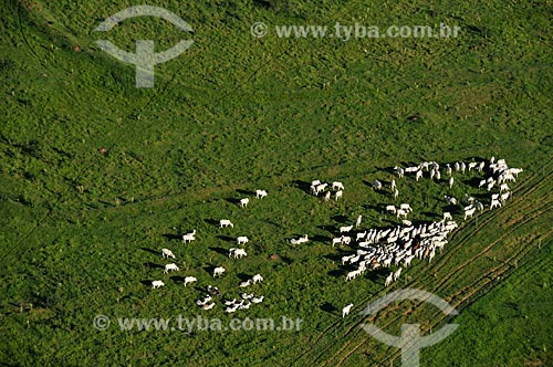  Subject: Aerial view of cattle in a pasture in the rural area of Lins city  / Place:  Lins city - Sao Paulo state - Brazil  / Date: 02/2009 