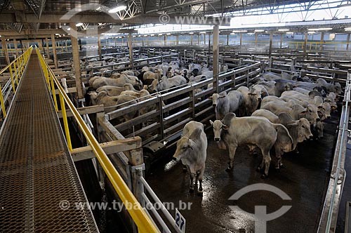  Subject: Cattle for slaughter in a corral of a fridge in Campo Grande city  / Place:  Mato Grosso do Sul state  / Date: 01/2009 
