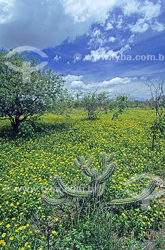  Subject: Mandacaru - cactus of brazilian Caatinga during the rainy season / Place: Curuca - Bahia state - Brazil / Date: 2009 