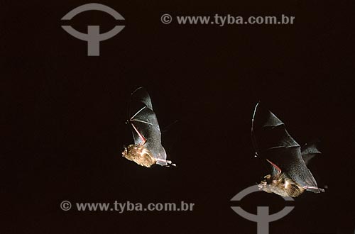  Subject: Bat flying / Date: 1996 