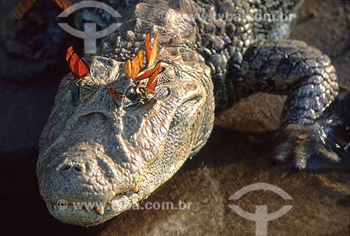  Butterfly feeding on tears rich in minerals of a Broad-snouted caiman (Caiman latirostris)  - Porto Alegre city - Brazil