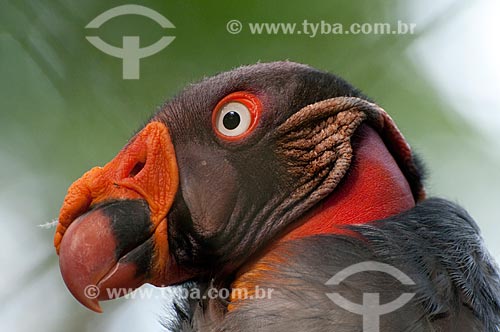  King Vulture (Sarcoramphus papa) - Vale Botanical Park - Carajas National Forest   - Parauapebas city - Brazil