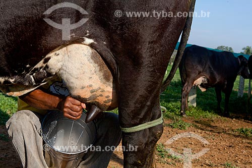  Subject: Farm worker milking a caw in the Conhecimento Station of the Environmental Protection Area (APA) of the Igarape Gelado  / Place:  Near Paraupebas city - Para state - Brazil  / Date: 10/2010 
