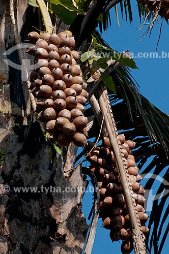  Subject: Detail of the babacu fruit in the Environmental Protection Area (APA) of Igarape Gelado  / Place:  near Paraupebas city - Para state - Brazil  / Date: 10/2010 