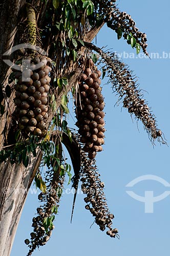  Subject: Detail of the babacu fruit in the Environmental Protection Area (APA) of Igarape Gelado  / Place:  near Paraupebas city - Para state - Brazil  / Date: 10/2010 