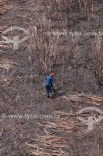  Subject: Sugarcane cutters (day labourers) in a cane plantation near the AL - 101 highway  / Place:  near Couripe city - Alagoas state  / Date: 2011 