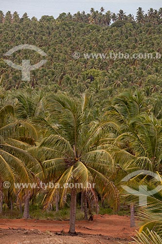  Subject: Coconut trees viewed from the observatory of Gunga Beach  / Place:  Alagoas state - Brazil  / Date: 2011 