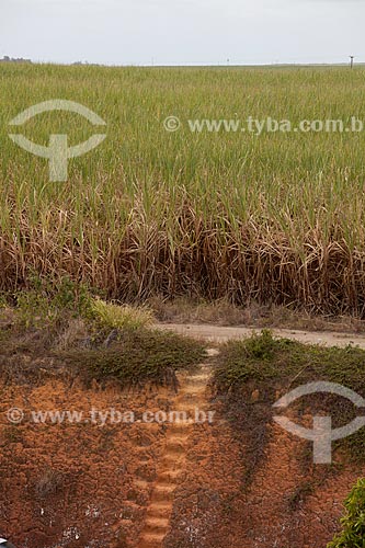  Subject: Sugar cane plantation near Gunga Beach  / Place:  Alagoas state - Brazil  / Date: 2011 