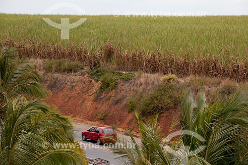  Subject: Sugar cane plantation in the margin of the AL 101 highway  / Place:  near Gunga Beach - Alagoas  / Date: 2011 