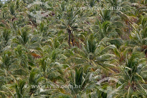  Subject: Coconut trees viewed from the observatory of Gunga Beach  / Place:  Alagoas state - Brazil  / Date: 2011 