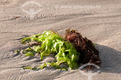  Subject: Kelp  / Place:  Ponta Verde beach - Maceio city - Alagoas state - Brazil  / Date: 2011 