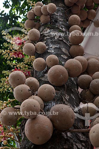 Subject: Cannonball Tree (Couroupita guianensis)  / Place:  Botafogo neighborhood - Rio de Janeiro city - Brazil  / Date: 2011 