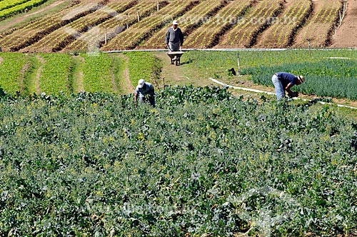  Subject: Farmers working on a vegetables plantation in the mountainous region of Rio de Janeiro - Teresopolis - Friburgo Road  / Place:  Teresopolis - Rio de Janeiro state - Brazil  / Date: 08/2010  