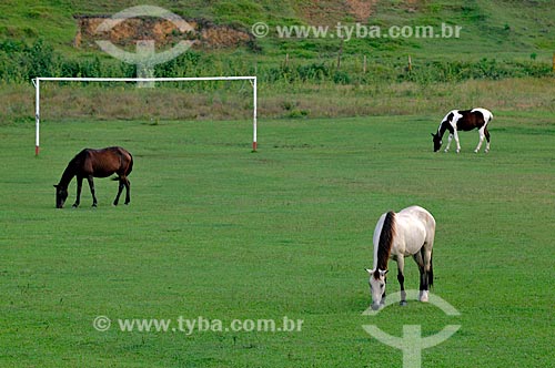  Subject: Horses grazing in a soccer field of natural grass  / Place:  Casimiro de Abreu city - Rio de Janeiro state - Brazil  / Date: 05/2010 