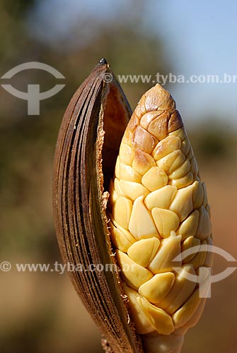  Subject: Vegetation of the Brazilian savanna / Place: Emas National Park - Goias (GO) - Brazil / Date: 29 Julho 2006 