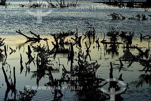  Subject: Mangrove at sunset at a Natural Reserve on Rio de Janeiro state coast called 
