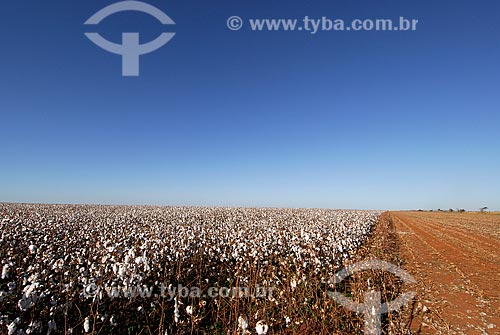  Subject: Cotton plantation near Emas National Park. / Place: Chapadao do Ceu town - Goias state (GO) - Brazil / Date: 26 julho 2006 